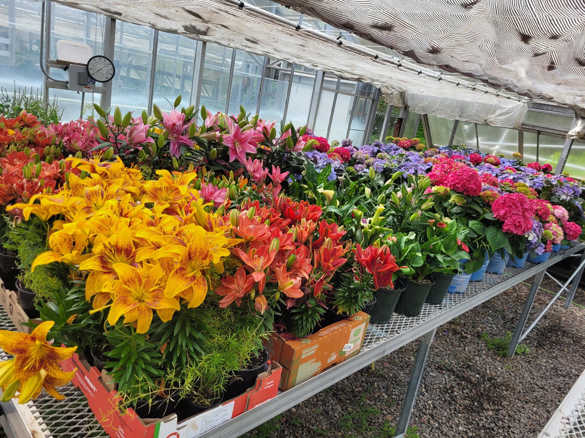 oriental lilies in hcc greenhouse